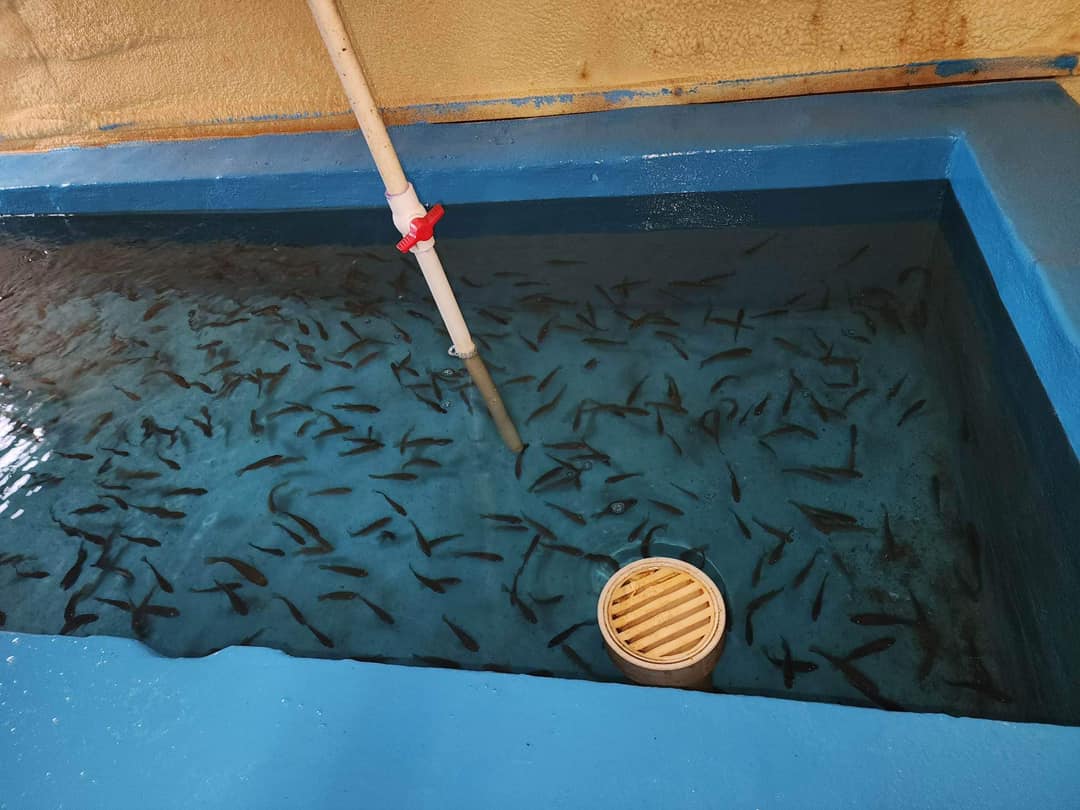 Live minnows in the bait tank at Red Barn in Hugo